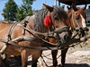 Rumunští koně